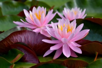 網(wǎng)上取消失業(yè)補助金領(lǐng)取