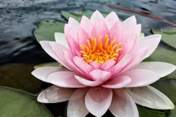 百萬醫(yī)療保險(xiǎn)的保費(fèi)是多少