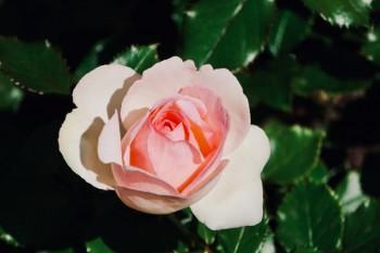 道60歲以上的百萬(wàn)醫(yī)療險(xiǎn)