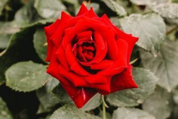 人壽分紅保險10年交滿可以退保嗎