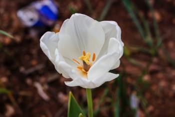 分紅型保險(xiǎn)交滿10年能退多少錢