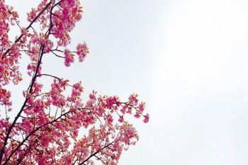 百萬醫(yī)療和重疾險(xiǎn)哪個