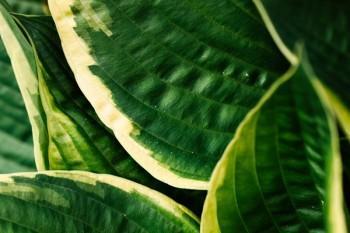 人壽分紅保險10年交滿可以退保嗎？退保方式是什么？	  