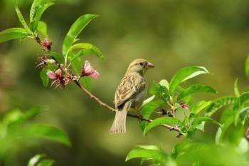平安e生保2020保證續(xù)保版有什么特點(diǎn)