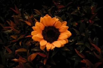 太平洋醫(yī)享無憂百萬醫(yī)療保險(xiǎn)怎么樣