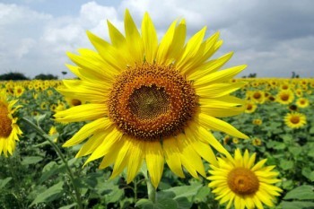 太保境內出行保條款詳解