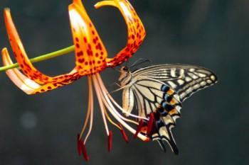 保險(xiǎn)補(bǔ)交了也不去退?？梢詥? width=