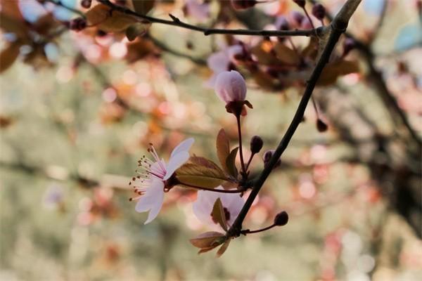 平安保險4年退保能退多少