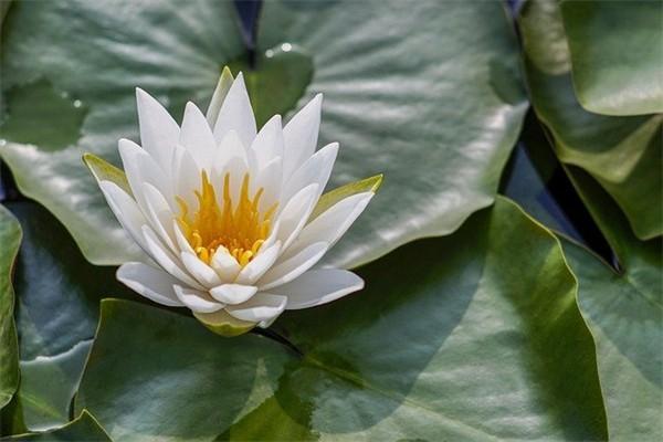 人壽分紅型保險(xiǎn)退保能退多少