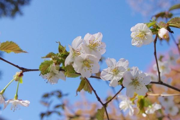 養(yǎng)老保險微信怎么交費(fèi)