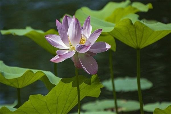 眾安百萬(wàn)醫(yī)療險(xiǎn)是真的嗎可靠嗎