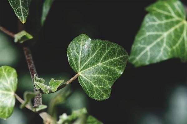 保險(xiǎn)一年內(nèi)退保能退多少