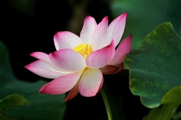 百萬(wàn)醫(yī)療保險(xiǎn)如何購(gòu)買