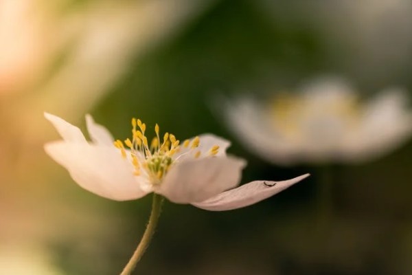 微醫(yī)保百萬醫(yī)療險與重疾險