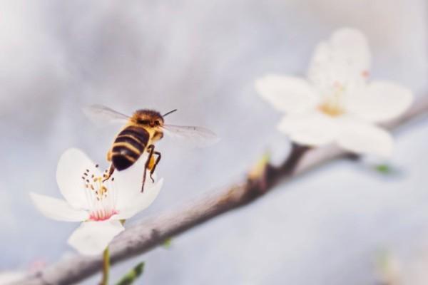 平安保險(xiǎn)怎么可以退保？退保費(fèi)馬上到賬嗎？