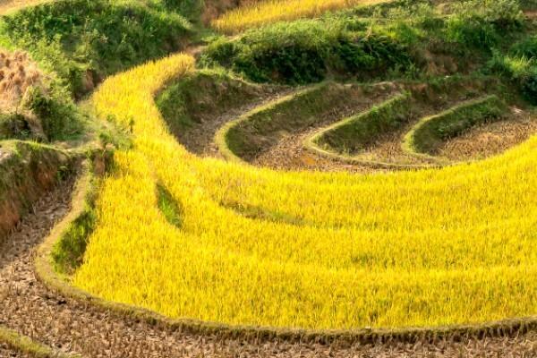 平安保險(xiǎn)退保需要什么證件？要扣多少錢？