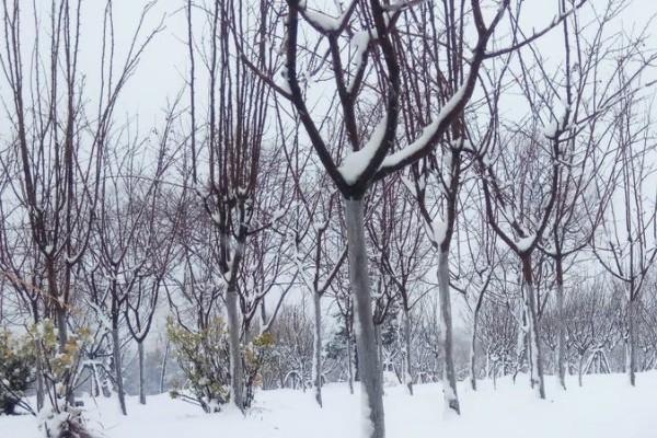 平安保險交了不到一年想退保可以嗎？退保大概需要多久？