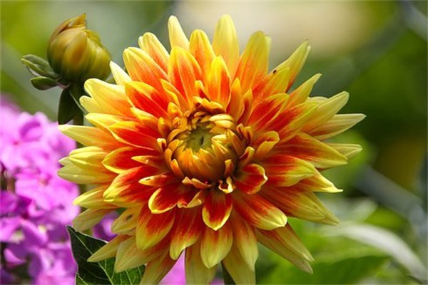 鴻運(yùn)年年兩全保險(xiǎn)分紅型