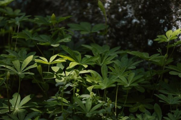 社?？梢砸淮涡匝a(bǔ)繳嗎