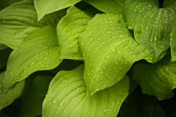 社保網(wǎng)上補繳