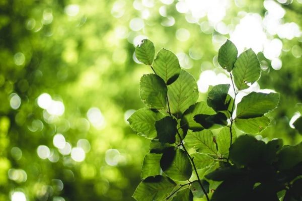 成都社?？梢匝a(bǔ)繳嗎