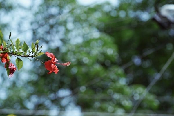 單位社保補(bǔ)繳