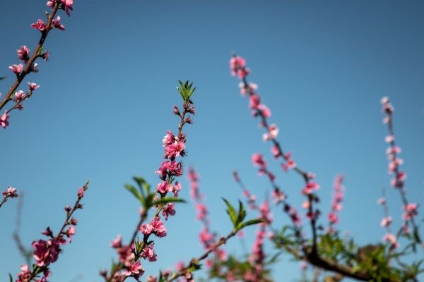 重疾險(xiǎn)會(huì)返還保費(fèi)嗎？怎么買合適？