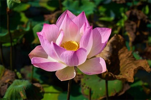 重慶補(bǔ)繳社保