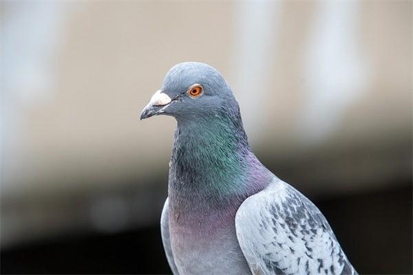 怎么查詢交了幾年社保
