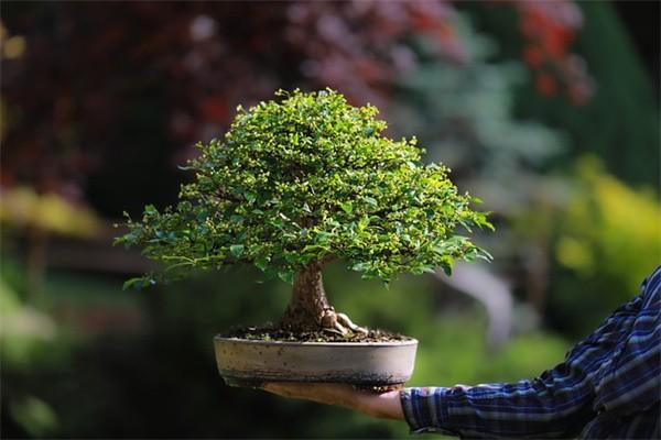 社保補繳新政策