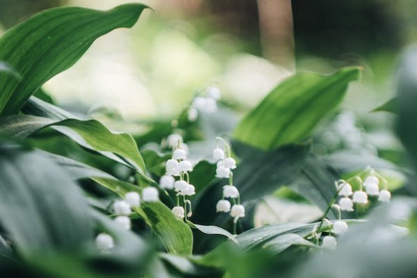 新華保險(xiǎn)重疾險(xiǎn)能退保不