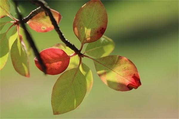 保險(xiǎn)代償可以退保嗎？退保的猶豫期是多久？