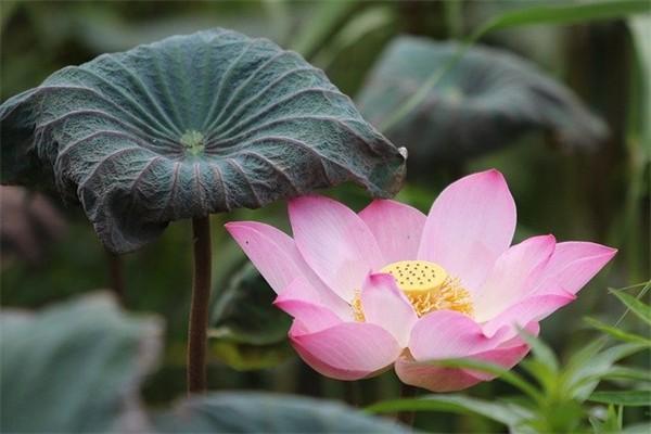 城鎮(zhèn)養(yǎng)老保險怎么交