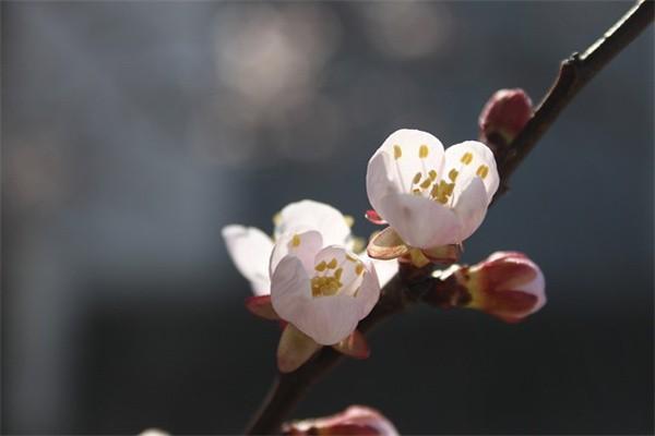 平安百萬醫(yī)療保險(xiǎn)金是多少