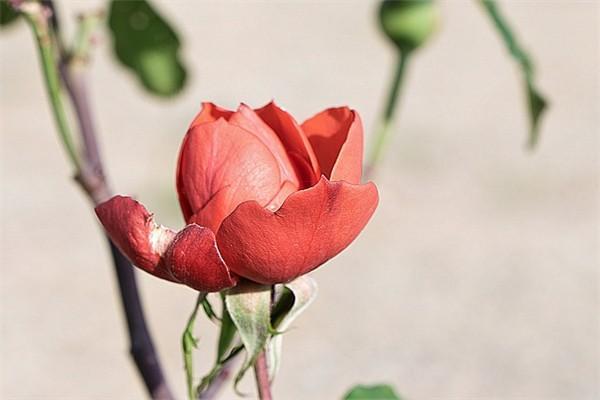 中國(guó)平安樂享百萬醫(yī)療險(xiǎn)