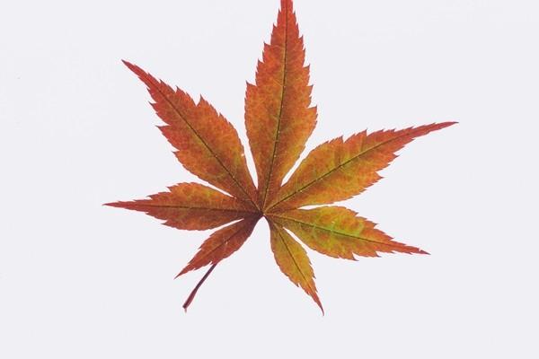無證駕駛出了事故保險(xiǎn)公司能理賠嗎