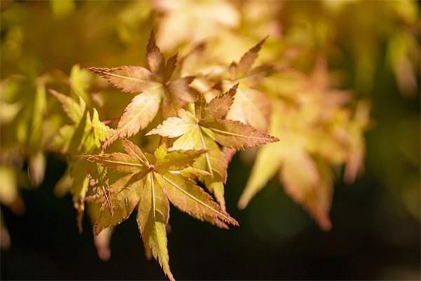 年金和分紅險(xiǎn)區(qū)別是