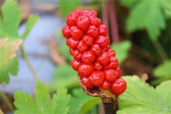國(guó)壽百萬(wàn)如意行兩全保險(xiǎn)可以退嗎？退保好退嗎？