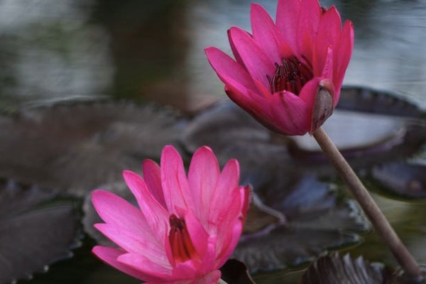 小孩在學(xué)校交了保險(xiǎn)家里還要交嗎