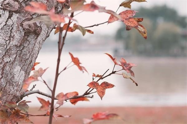 人壽分紅保險(xiǎn)可靠嗎
