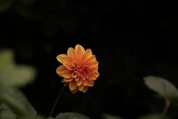 重大疾病保險(xiǎn)有必要買嗎