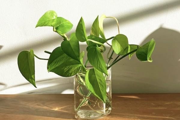 重大醫(yī)療保險有必要買嗎