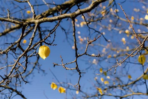 大病醫(yī)療保險(xiǎn)怎么申請(qǐng)報(bào)銷？報(bào)銷與商業(yè)保險(xiǎn)沖突嗎？