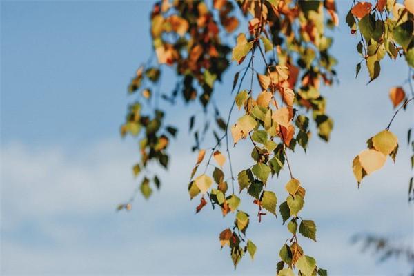 新農(nóng)合大病二次報銷多少錢起步？報銷有時間限制嗎？