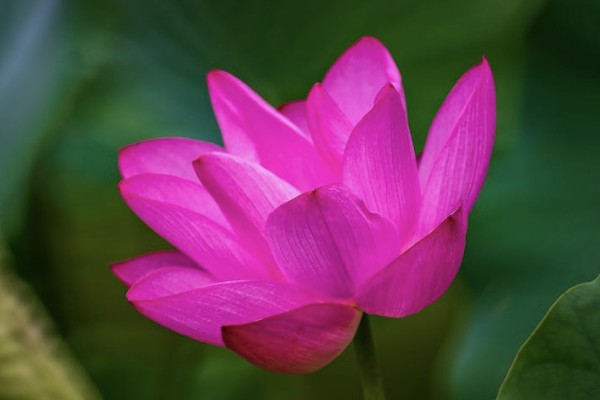 年金險(xiǎn)和增額終身壽險(xiǎn)哪個(gè)好