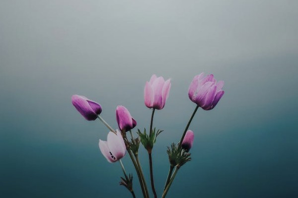 城鄉(xiāng)居民養(yǎng)老保險繳費怎么交