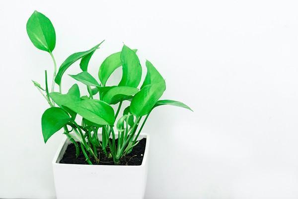 居民養(yǎng)老保險和職工養(yǎng)老保險區(qū)別大嗎？能同時參保嗎？