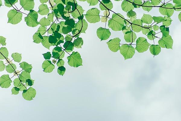 醫(yī)保繳費(fèi)記錄在哪里可以查詢？有哪些流程？