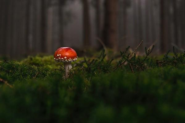 養(yǎng)老保險繳費(fèi)比例是多少？繳費(fèi)后在哪里能查到？