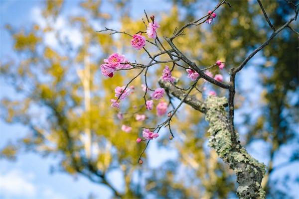 平安團(tuán)體綜合意外險(xiǎn)怎么買？怎么變更人員？